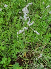 Froelichia arizonica