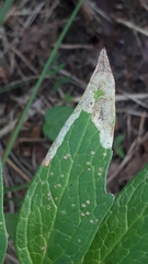 Liriomyza valerianae