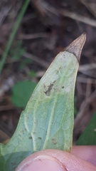 Liriomyza valerianae