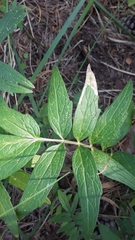 Liriomyza valerianae