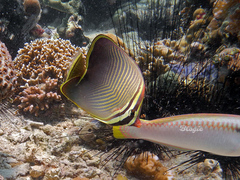 Chaetodon baronessa