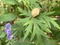 Aconitum volubile