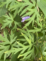 Aconitum volubile