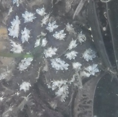 Botryllus schlosseri