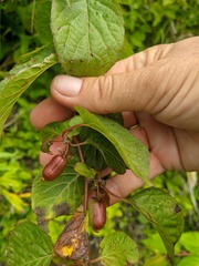 Actinidia kolomikta