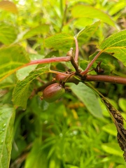 Actinidia kolomikta