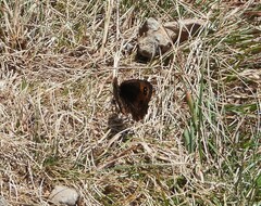 Erebia montanus