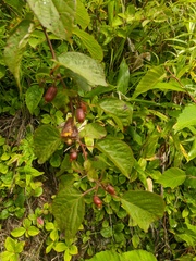 Actinidia kolomikta
