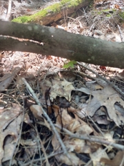 Monotropa uniflora