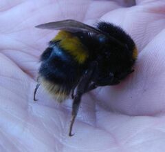 Bombus terrestris