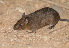 Melanomys caliginosus