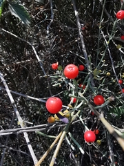 Osyris alba