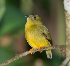 Pipridae