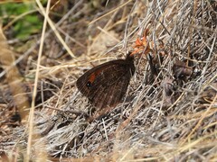 Erebia montanus