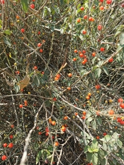 Osyris alba
