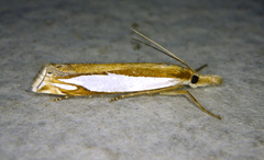 Crambus watsonellus