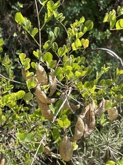 Colutea