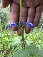Salvia prunelloides