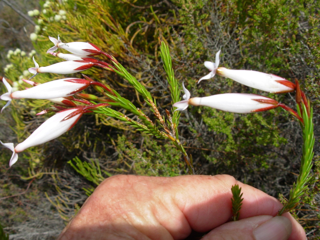 Erica lageniformis