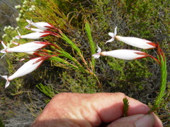 Erica lageniformis
