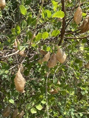 Colutea