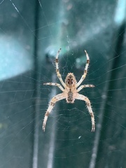 Araneus diadematus