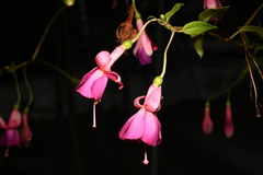 Fuchsia × hybrida