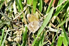 Coenonympha pamphilus