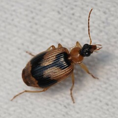 Lebia scalpta
