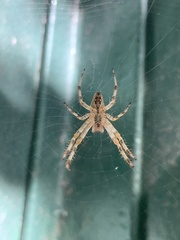 Araneus diadematus