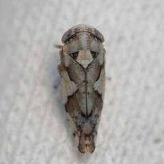 Norvellina mildredae