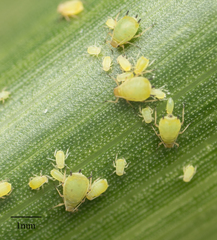 Aphis spiraecola