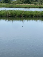 Erythemis simplicicollis