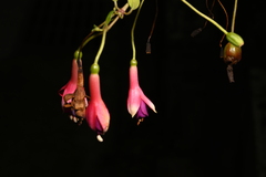 Fuchsia × hybrida