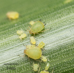 Aphis spiraecola