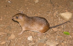 Tome's Spiny-Rat photo 2