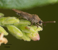 Teleonemia scrupulosa