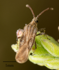 Teleonemia scrupulosa