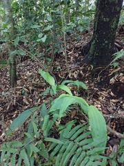 Cephalantheropsis obcordata