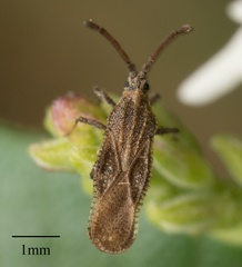 Teleonemia scrupulosa