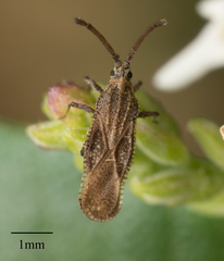 Teleonemia scrupulosa