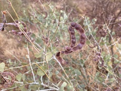 Acacia pyrifolia