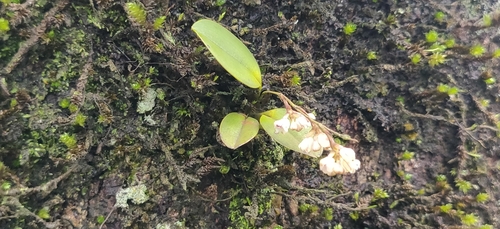 Sirhookera lanceolata, photograph 5