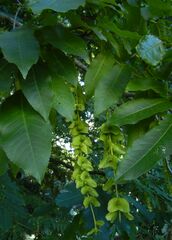 Pterocarya fraxinifolia