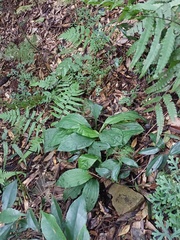 Calanthe triplicata