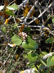 Cynanchum africanum
