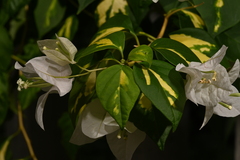 Bougainvillea glabra