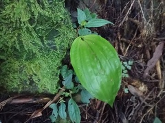 Acanthophippium striatum