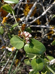 Cynanchum africanum