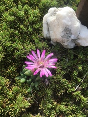 Trichodiadema occidentale